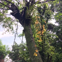 Oncidium sphacelatum