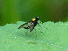 Chrysopilus thoracicus