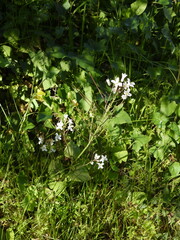Cardamine californica