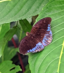 Tanaecia iapis