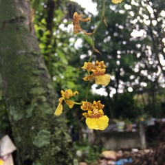 Oncidium sphacelatum