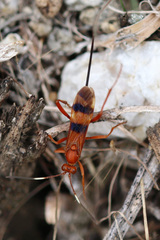 Compsocryptus texensis