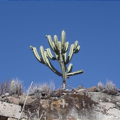 Myrtillocactus geometrizans