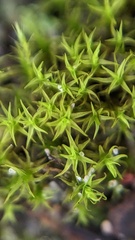 Vinealobryum vineale