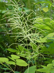 Aruncus dioicus