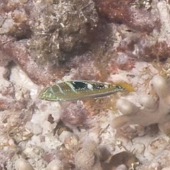Halichoeres radiatus