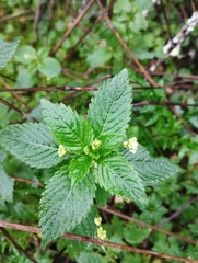 Mercurialis annua