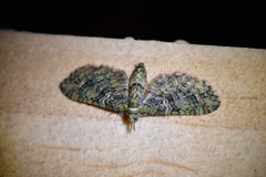 Pasiphila bilineolata