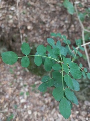 Colutea arborescens