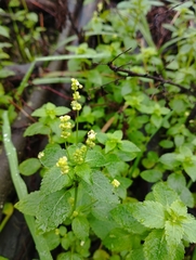 Mercurialis annua