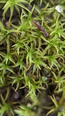 Vinealobryum vineale