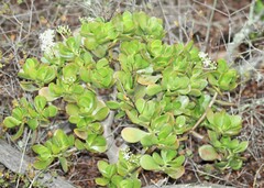 Crassula ovata