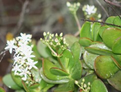 Crassula ovata