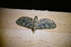 Pasiphila bilineolata