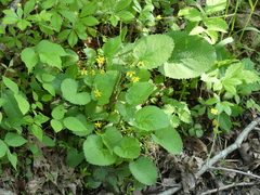 Packera obovata