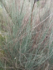 Cytisus multiflorus