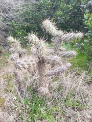 Cylindropuntia prolifera
