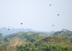 Brotogeris cyanoptera