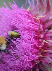 Cryptocephalus sericeus