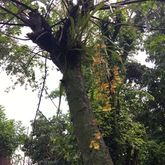 Oncidium sphacelatum