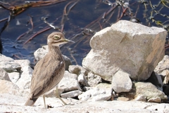 Burhinus senegalensis