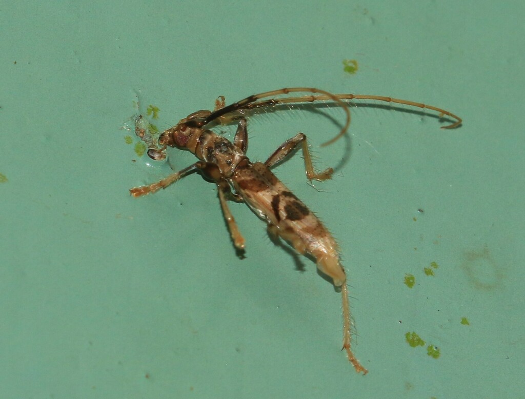 Compsibidion charile
