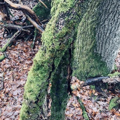 Orthotrichum diaphanum