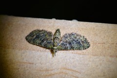 Pasiphila bilineolata