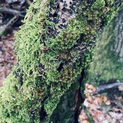 Orthotrichum diaphanum