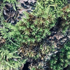 Orthotrichum diaphanum