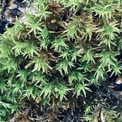Orthotrichum diaphanum