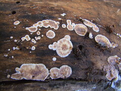 Peniophora malenconii