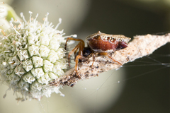 Cyclosa