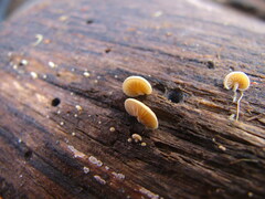 Deconica horizontalis