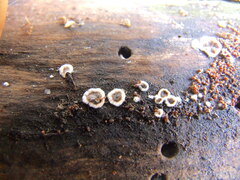 Peniophora malenconii