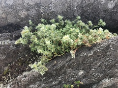 Paronychia argyrocoma