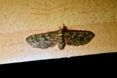 Pasiphila bilineolata