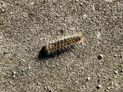 Thaumetopoea pityocampa