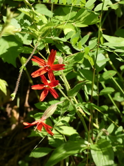 Silene virginica