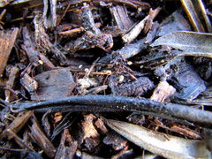 Cryptomarasmius corbariensis