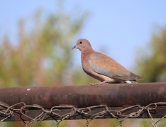 Streptopelia senegalensis