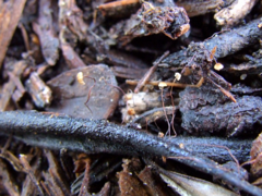 Cryptomarasmius corbariensis