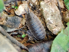 Porcellio hoffmannseggii