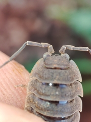 Porcellio hoffmannseggii