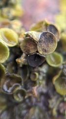 Xanthoriicola physciae