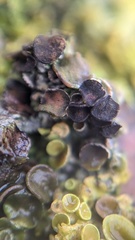 Xanthoriicola physciae