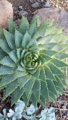Aloe polyphylla