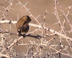 Acrocephalus stentoreus