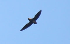 Chaetura brachyura