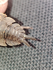Porcellio hoffmannseggii